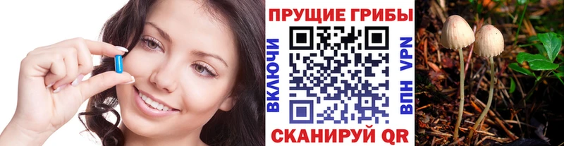 Псилоцибиновые грибы Psilocybe  Гдов 